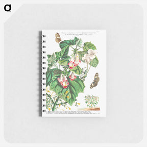アートメモ帳-Plantae et Papiliones rariores: Martynia or Cat's claw
 - クリーブランド美術館 Memo.