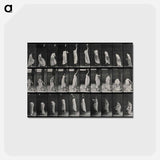 アートポストカード-Woman Wiping a Screen
 - エドワード マイブリッジ Postcard.