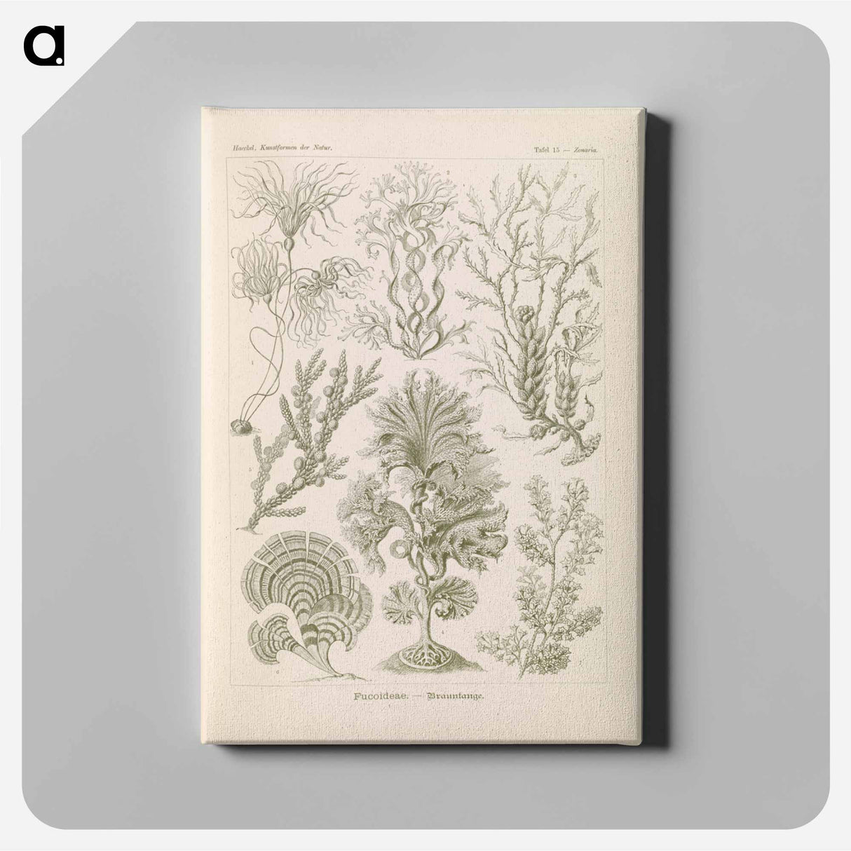 Marine life illustration - エルンスト ヘッケル Canvas.