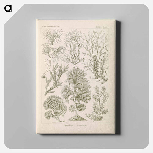 Marine life illustration - エルンスト ヘッケル Canvas.