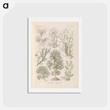 アートポストカード-Marine life illustration - エルンスト ヘッケル Postcard.
