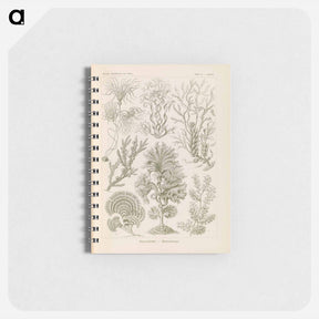 アートメモ帳-Marine life illustration - エルンスト ヘッケル Memo.