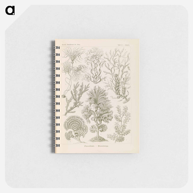 アートメモ帳-Marine life illustration - エルンスト ヘッケル Memo.