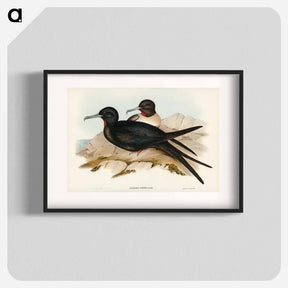 アートポスター-Small Frigate Bird
 - ジョン グールド Poster.