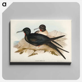 アートパネル-Small Frigate Bird
 - ジョン グールド Canvas.