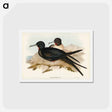 アートポストカード-Small Frigate Bird
 - ジョン グールド Postcard.