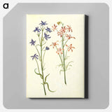 アートパネル-Consolida Regalis
 - マリア ジビーラ メーリアン Canvas.