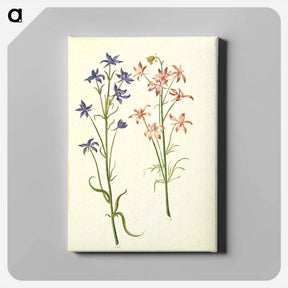 アートパネル-Consolida Regalis
 - マリア ジビーラ メーリアン Canvas.