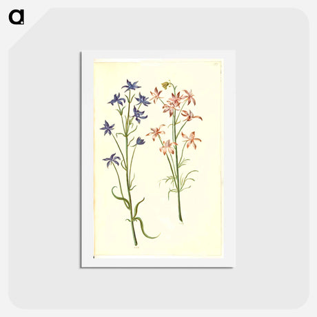 アートポストカード-Consolida Regalis
 - マリア ジビーラ メーリアン Postcard.