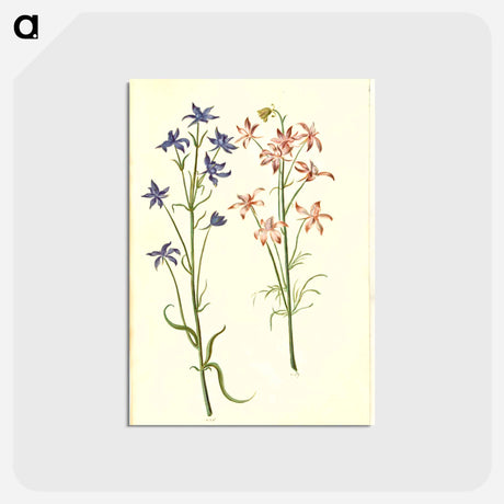 アートポストカード-Consolida Regalis
 - マリア ジビーラ メーリアン Postcard.