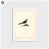 アートポストカード-House-Martin
 - スヴェンスカ フォグラル Postcard.