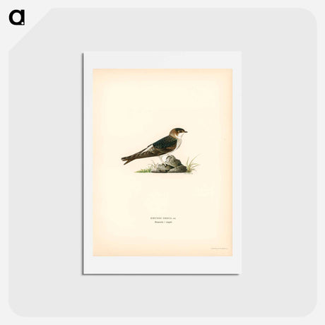 アートポストカード-House-Martin
 - スヴェンスカ フォグラル Postcard.