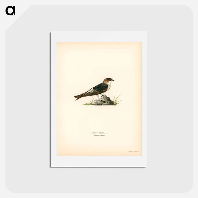 アートポストカード-House-Martin
 - スヴェンスカ フォグラル Postcard.