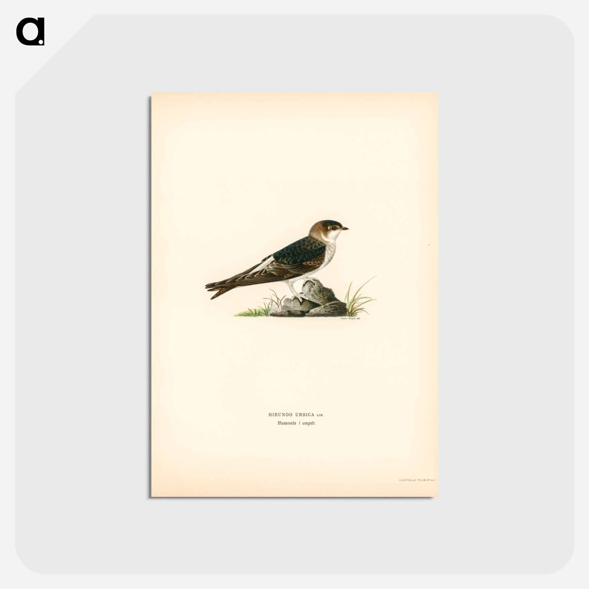 アートポストカード-House-Martin
 - スヴェンスカ フォグラル Postcard.