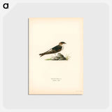 アートポストカード-House-Martin
 - スヴェンスカ フォグラル Postcard.