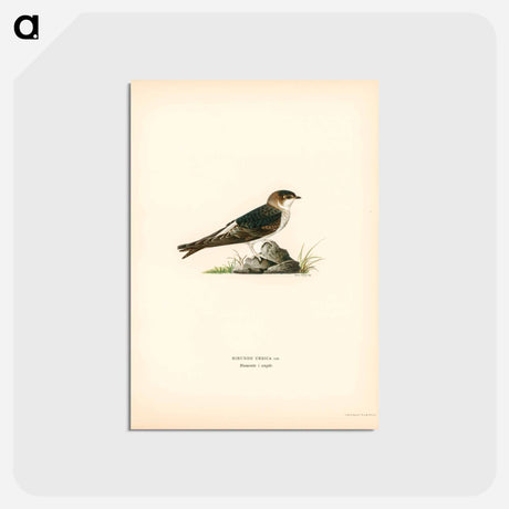 アートポストカード-House-Martin
 - スヴェンスカ フォグラル Postcard.