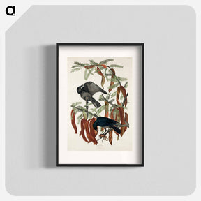 アートポスター-Fish Crow from Birds of America
 - アメリカの鳥たち Poster.