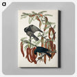 アートパネル-Fish Crow from Birds of America
 - アメリカの鳥たち Canvas.