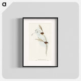 Emu Wren
 - オーストラリアの鳥 Poster.