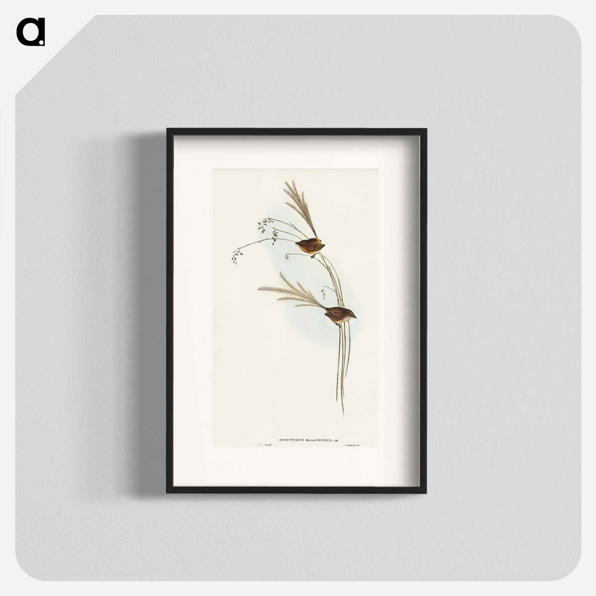 アートポスター-Emu Wren
 - オーストラリアの鳥 Poster.