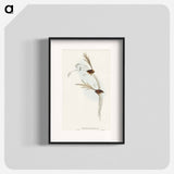 アートポスター-Emu Wren
 - オーストラリアの鳥 Poster.