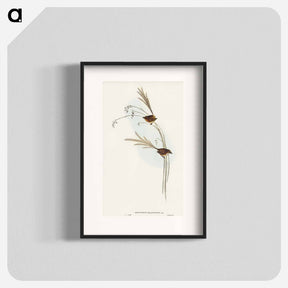 アートポスター-Emu Wren
 - オーストラリアの鳥 Poster.
