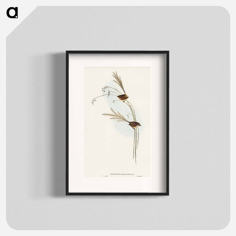 アートポスター-Emu Wren
 - オーストラリアの鳥 Poster.