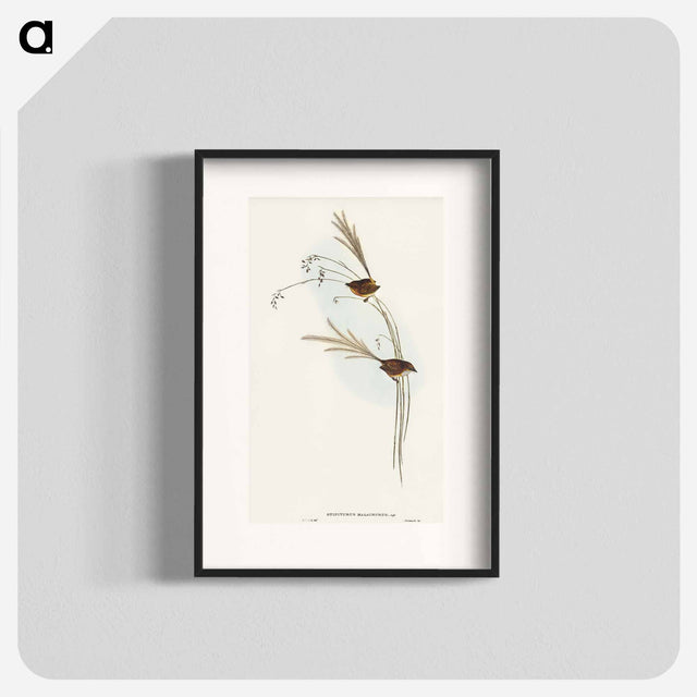 アートポスター-Emu Wren
 - オーストラリアの鳥 Poster.