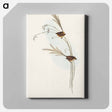 アートパネル-Emu Wren
 - オーストラリアの鳥 Canvas.