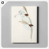 アートパネル-Emu Wren
 - オーストラリアの鳥 Canvas.