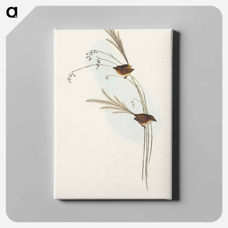 アートパネル-Emu Wren
 - オーストラリアの鳥 Canvas.