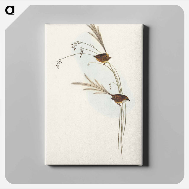 アートパネル-Emu Wren
 - オーストラリアの鳥 Canvas.