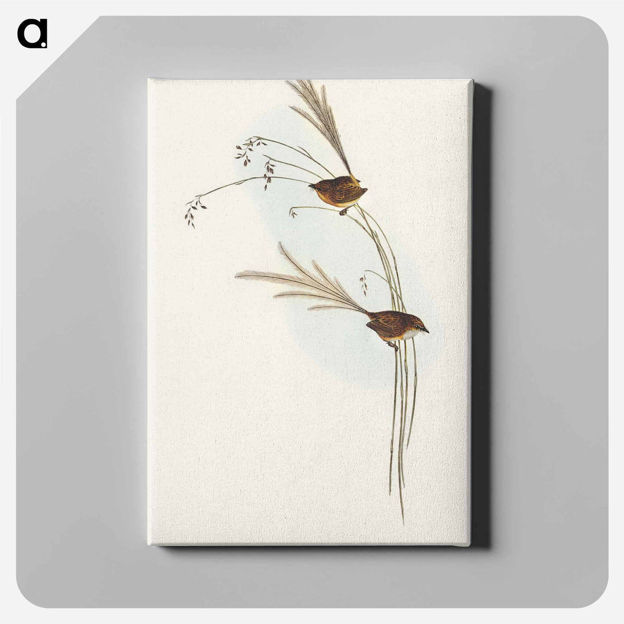 Emu Wren
 - オーストラリアの鳥 Canvas.