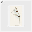 アートポストカード-Emu Wren
 - オーストラリアの鳥 Postcard.