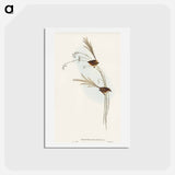 アートポストカード-Emu Wren
 - オーストラリアの鳥 Postcard.