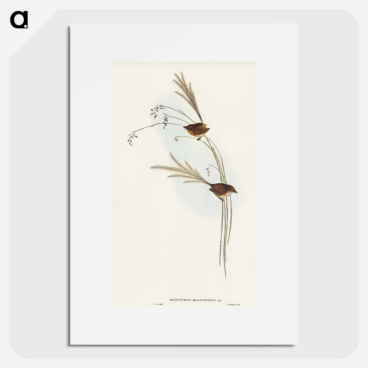 アートポスター-Emu Wren
 - オーストラリアの鳥 Poster.