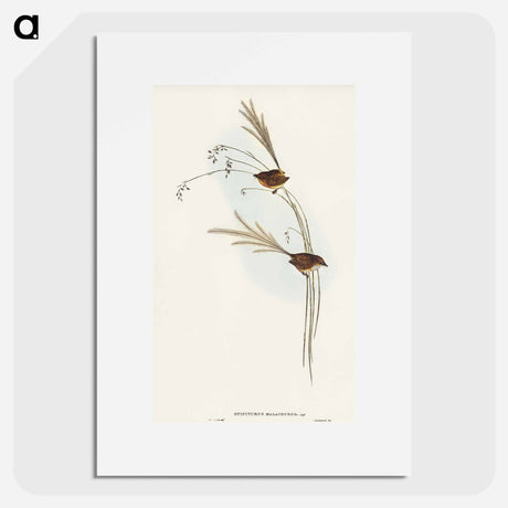 アートポスター-Emu Wren
 - オーストラリアの鳥 Poster.