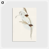 アートポストカード-Emu Wren
 - オーストラリアの鳥 Postcard.