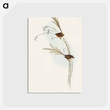 アートポストカード-Emu Wren
 - オーストラリアの鳥 Postcard.