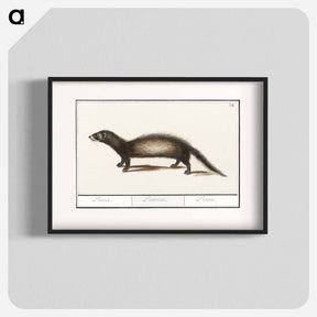 アートポスター-Polecat - アンセルムス ボエティウス デ ブート Poster.