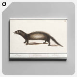 Polecat - アンセルムス ボエティウス デ ブート Canvas.