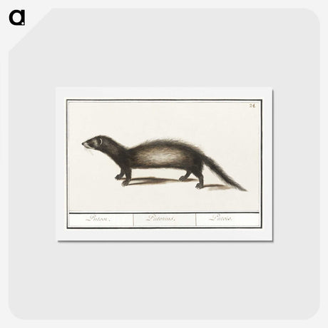 3-6_Anselmus-Boetius-de-Boodt_hagaki