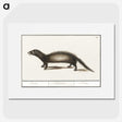 3-6_Anselmus-Boetius-de-Boodt_picture