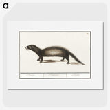 3-6_Anselmus-Boetius-de-Boodt_picture