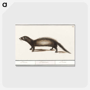 アートポストカード-Polecat - アンセルムス ボエティウス デ ブート Postcard.