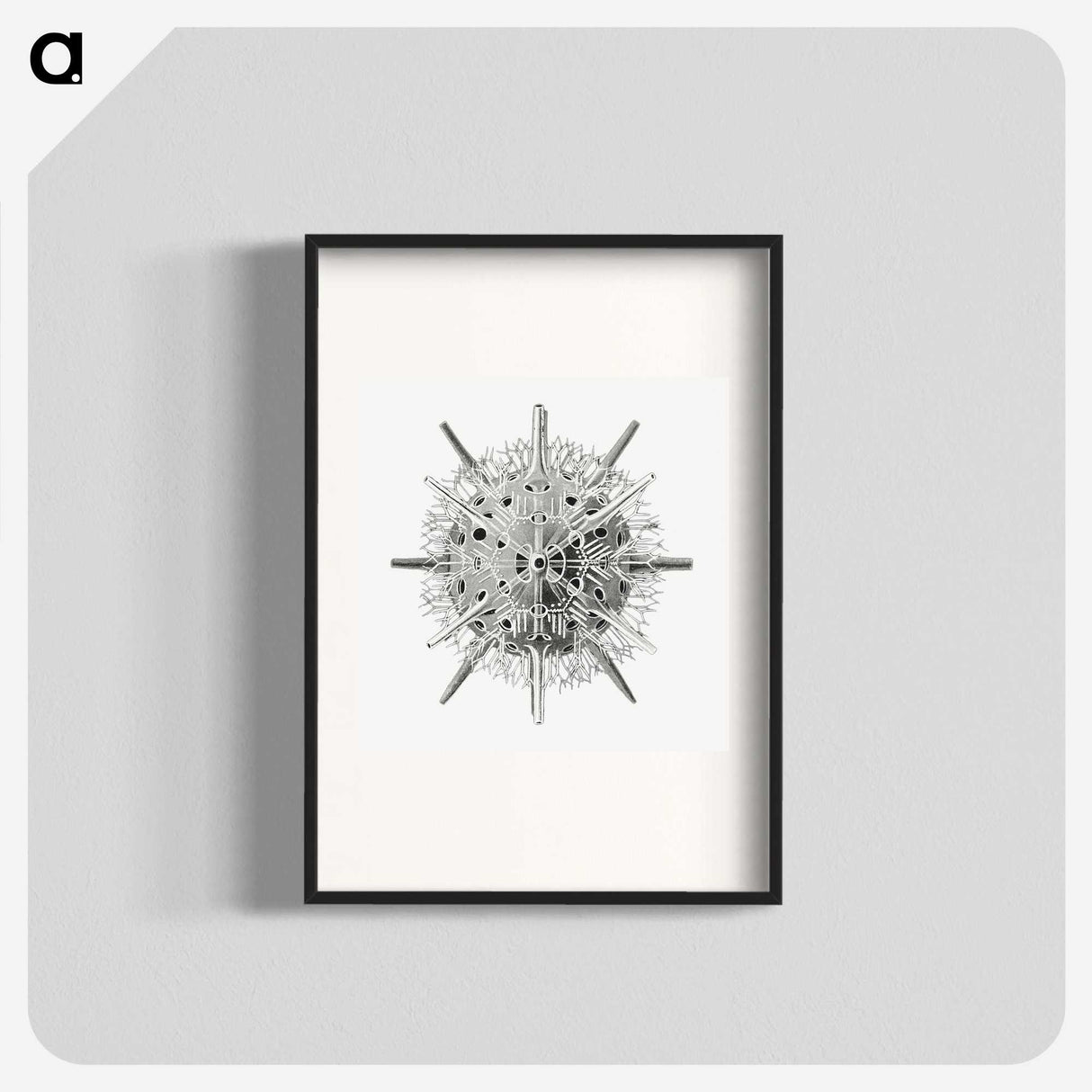 3-6_Ernst-Haeckel_blk