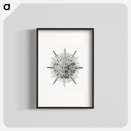 3-6_Ernst-Haeckel_blk