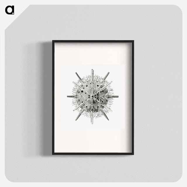 3-6_Ernst-Haeckel_blk