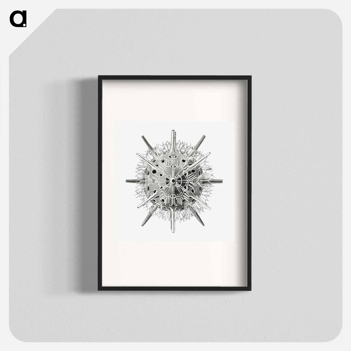 Vintage marine life illustration on white background - エルンスト ヘッケル Poster.