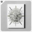 3-6_Ernst-Haeckel_canvas
